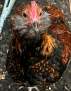 Groenlegger haan, Dieren en Toebehoren, Mannelijk, Kip
