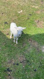 Ouessant lammetjes bokjes te reserveren, Dieren en Toebehoren, Schapen, Geiten en Varkens