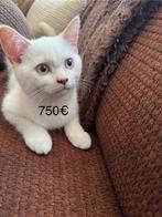 Chaton British Shorthair (Colorpoint), Dieren en Toebehoren, Kater, Gechipt, 0 tot 2 jaar