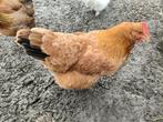 Raszuivere New Hampshire hen, Dieren en Toebehoren