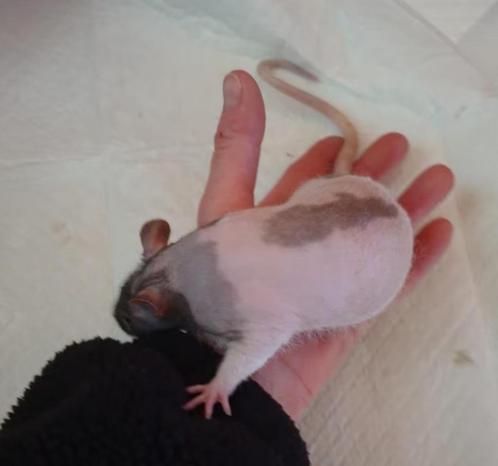 Naaktratjes te koop, Dieren en Toebehoren, Knaagdieren, Meerdere dieren, Rat