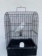 Grasparkieten poppen 2025., Dieren en Toebehoren, Vrouwelijk, Parkiet, Geringd