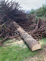 Bomen vellen, Tuin en Terras, 3 tot 6 m³, Ophalen, Overige houtsoorten