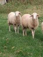 Croisé Lacaune X Laitier Belge, Dieren en Toebehoren, Schapen, Geiten en Varkens, Mannelijk, Schaap, 0 tot 2 jaar