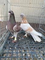 Super takla koppel, Dieren en Toebehoren, Vogels | Duiven