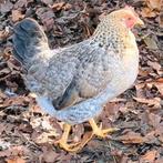 Groenlegger hennen kippen groene eieren, Dieren en Toebehoren, Pluimvee, Vrouwelijk, Kip