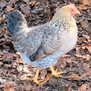 Groenlegger hennen kippen groene eieren beschikbaar voor biedingen