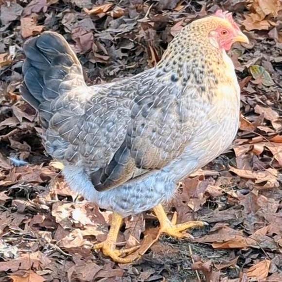 Groenlegger hennen kippen groene eieren, Dieren en Toebehoren, Pluimvee, Kip, Vrouwelijk