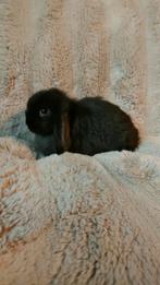 Minilop raszuiver zwart, Dieren en Toebehoren, Konijnen