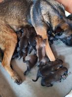 Nest Mechelse herderpups met stamboom, Dieren en Toebehoren, CDV (hondenziekte), België, Fokker | Hobbymatig, 8 tot 15 weken