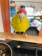 Kakariki-team voor beide, Dieren en Toebehoren