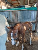 Veulen, Dieren en Toebehoren, Paarden, Hengst, Z, Ontwormd