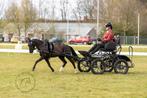 Menpony, Dieren en Toebehoren, Pony's, Z, Gechipt, Ruin, A pony (tot 1.17m)