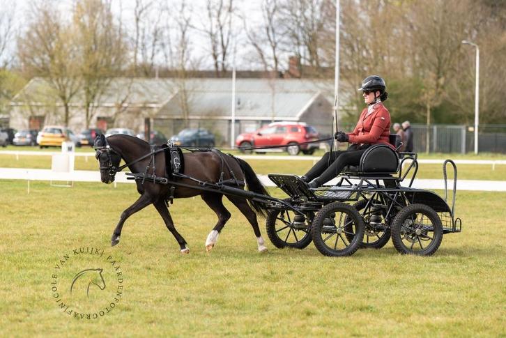 Menpony, Dieren en Toebehoren, Pony's, Ruin, Z, A pony (tot 1.17m), Tuigpony, 11 jaar of ouder, Met stamboom, Gechipt, Ontwormd