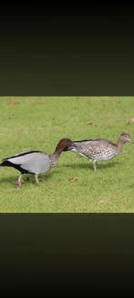 Koppel Mangenganzen siereenden, Meerdere dieren, Eend