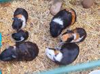 Verschillende cavia's te koop in de regio kortrijk., Maart, Meerdere dieren, Cavia
