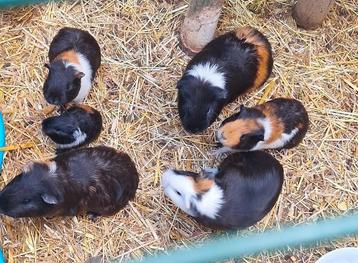 Verschillende cavia's te koop in de regio kortrijk.  beschikbaar voor biedingen