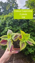 Coleus Caipirinha, Huis en Inrichting, Kamerplanten, Overige soorten, Ophalen of Verzenden, Minder dan 100 cm, Bloeiende kamerplant