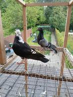 Duiven te koop, Meerdere dieren, Overige soorten