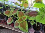 coleus, Huis en Inrichting, Kamerplanten, Ophalen, Volle zon