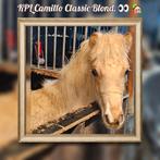 Palomino bont minipaardje van 2025., Dieren en Toebehoren, Hengst, Recreatiepaard, Gechipt, 0 tot 2 jaar