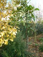 notenboom, Ophalen, 250 tot 400 cm, Halfschaduw, Walnotenboom