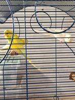 3 grasparkieten. Van augustus 2025, Dieren en Toebehoren, Vogels | Parkieten en Papegaaien