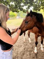 verzorgpaard/pony gezocht, Dieren en Toebehoren, Zadelmak, 160 tot 165 cm, Ontwormd, 7 tot 10 jaar