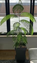 Delonix Regia ‘Flamboyante Vlamboom’, Tuin en Terras, Planten | Tuinplanten, Ophalen, Lente