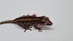Rhacodactylus Auriculatus Gargoyle gekko