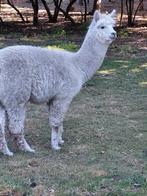 Alpaca hengst, Dieren en Toebehoren