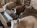 6 lammeren, Dieren en Toebehoren, Schapen, Geiten en Varkens, Meerdere dieren, Schaap, 0 tot 2 jaar