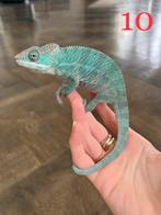 Jeunes mâles caméléons furcifer pardalis ambilobe, Animaux & Accessoires, Reptiles & Amphibiens, Lézard, 0 à 2 ans
