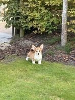 Welsh Corgi Pembroke pups te koop, Dieren en Toebehoren, België, Overige rassen, CDV (hondenziekte), 8 tot 15 weken