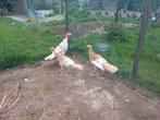 Trio ronquiere kalkoen, Dieren en Toebehoren, Kalkoen