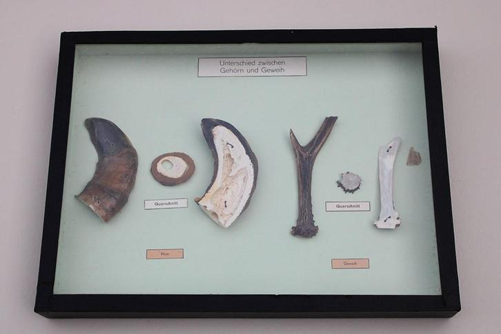 VITRINEKAST - verschil gewei versus hoorn - DDR, Collections, Collections Animaux, Utilisé, Bois ou Tête, Cerf, Enlèvement ou Envoi