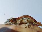 Gargoyle Gekko 1.0, Dieren en Toebehoren, Reptielen en Amfibieën