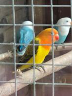 Fischeri jongen 2025, Geringd