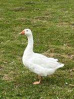 Gans mannetje ruilen voor vrouwtje, Dieren en Toebehoren, Pluimvee