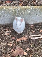Baby konijn, Dieren en Toebehoren, Konijnen, Meerdere dieren, Dwerg