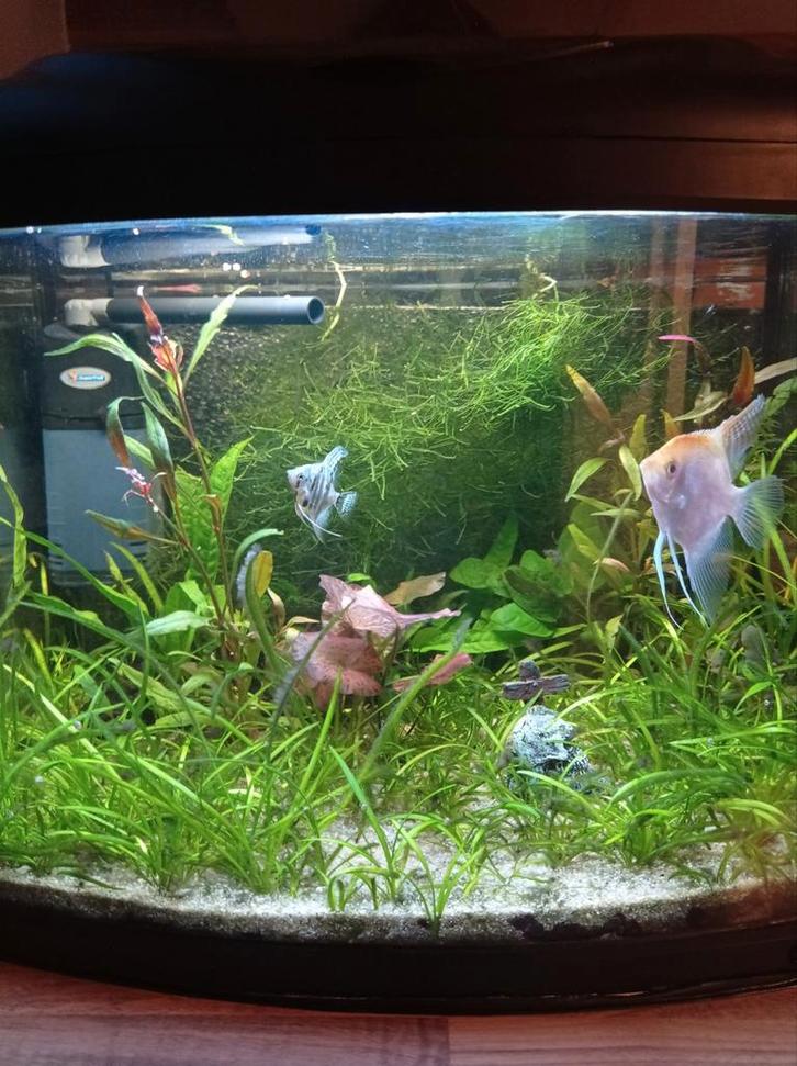 Aquarium 60l, Dieren en Toebehoren, Vissen | Aquaria en Toebehoren, Ophalen