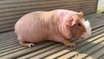 Cavia Skinny Cavia, driekleurig mannelijk mager varken