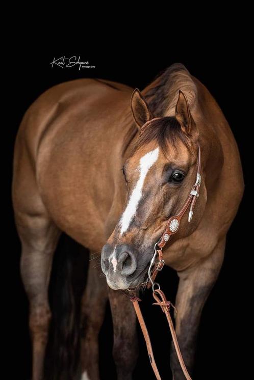 Quarter merrie, Dieren en Toebehoren, Pony's, Merrie, Niet van toepassing, Westernpony, 11 jaar of ouder, Met stamboom, Gechipt