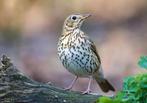 Wildzang lijster man 2023, Dieren en Toebehoren, Vogels | Overige Vogels, Mannelijk, Wildzangvogel, Geringd