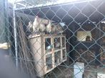 Poule de Bres kippen, Dieren en Toebehoren, Pluimvee, Vrouwelijk, Kip