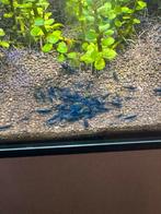 Neocaridina garnalen (high grade), Dieren en Toebehoren, Vissen | Aquariumvissen