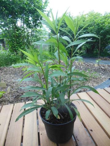 Guldenroede - 5 plantjes in 1 potje, Tuin en Terras, Volle zon, Vaste plant, Zomer, Ophalen