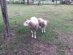 Schapen met lam, Dieren en Toebehoren, Meerdere dieren, Schaap, 0 tot 2 jaar