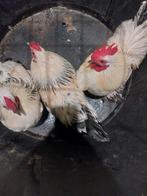 Sierkippen, Dieren en Toebehoren, Pluimvee, Kip