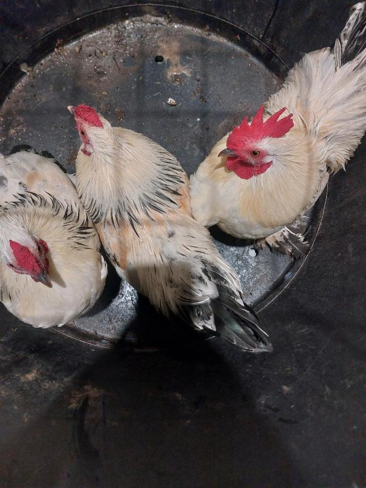 Sierkippen, Dieren en Toebehoren, Pluimvee, Kip